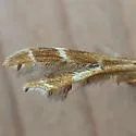Hawkweed Plume Moth - Hodges#6097 - photo 3