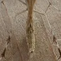 Hawkweed Plume Moth - Hodges#6097 - photo 4