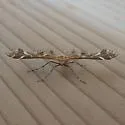 Hawkweed Plume Moth - Hodges#6097 - photo 5