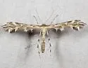 Eleaner’s Plume Moth - Hodges#6097.1