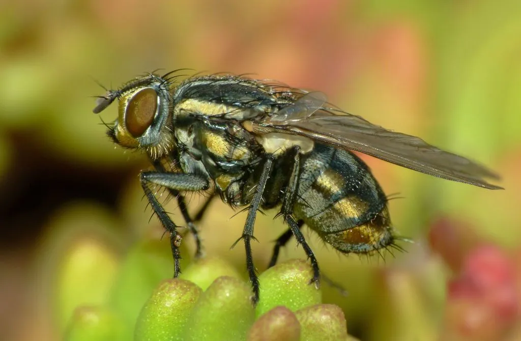 Striped Dung Fly - photo 2
