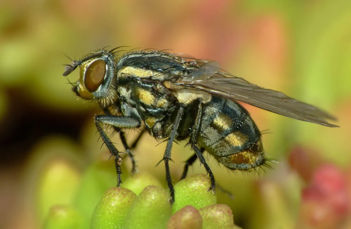 Striped Dung Fly - photo 3