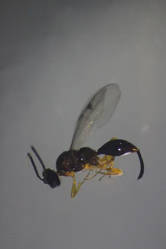 Oxyserphus baini