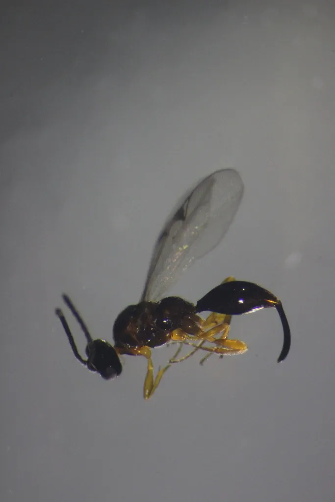Oxyserphus baini - photo 2