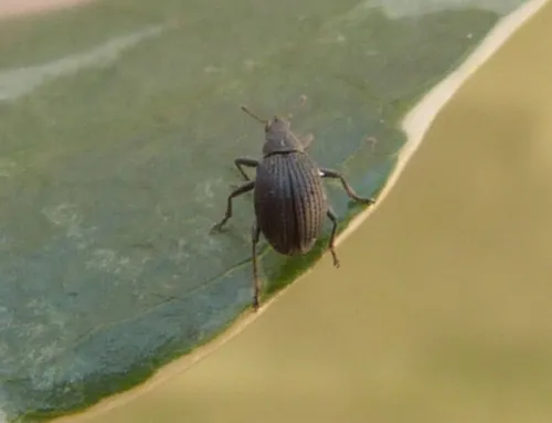 Oxystoma cerdo - photo 2