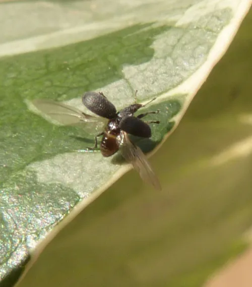 Oxystoma cerdo - photo 3