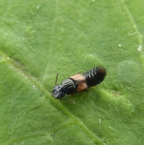Oxytelus laqueatus
