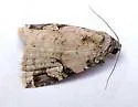 Aerial Brown - Hodges#9030 - Ozarba aeria