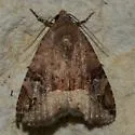 Aerial Brown - Hodges#9030 - photo 2