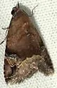 Aerial Brown - Hodges#9030 - photo 3