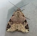 Aerial Brown - Hodges#9030 - photo 5