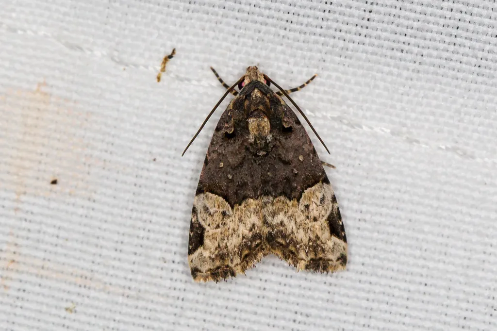 Ozarba catilina - Hodges#9032 - photo 2