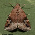Undescribed Ozarba species - Hodges#9033.97 - Ozarba n-sp