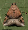 Undescribed Ozarba species - Hodges#9033.97 - photo 2