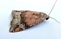 Undescribed Ozarba species - Hodges#9033.97 - photo 3