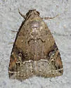 Undescribed Ozarba species - Hodges#9033.97 - photo 4