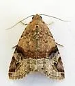 Undescribed Ozarba species - Hodges#9033.97 - photo 5