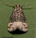 Ozarba propera - Hodges#9031