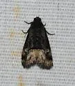 Ozarba propera - Hodges#9031 - photo 4