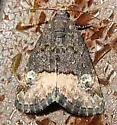 Ozarba propera - Hodges#9031 - photo 5