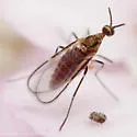 Ozirhincus millefolii