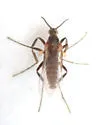 Ozirhincus millefolii - photo 3