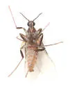 Ozirhincus millefolii - photo 4