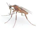Ozirhincus millefolii - photo 5