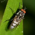 Ozodiceromyia argentata