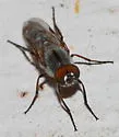 Ozodiceromyia argentata - photo 3
