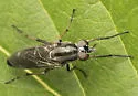 Ozodiceromyia argentata - photo 4