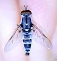 Ozodiceromyia argentata - photo 5