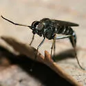 Ozodiceromyia flavipennis - photo 2