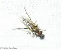 Ozodiceromyia flavipennis - photo 3