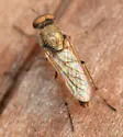Ozodiceromyia flavipennis - photo 4