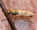 Ozodiceromyia flavipennis - photo 5