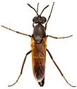 Ozodiceromyia livdahli - photo 4