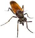 Ozodiceromyia livdahli - photo 5