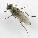 Ozodiceromyia nanella - photo 2