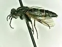 Ozodiceromyia nanella - photo 5