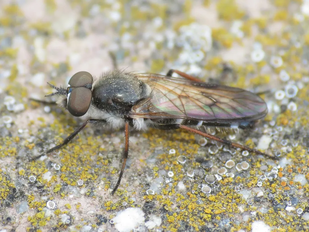 Ozodiceromyia nigrimana - photo 2