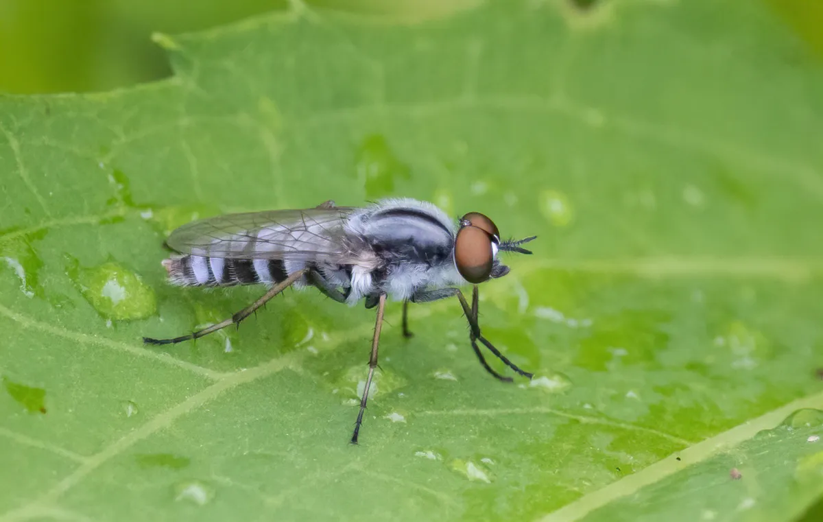 Ozodiceromyia notata