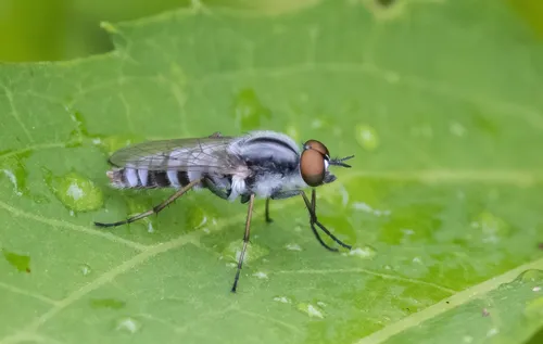Ozodiceromyia notata - photo 2
