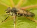 Ozodiceromyia signatipennis