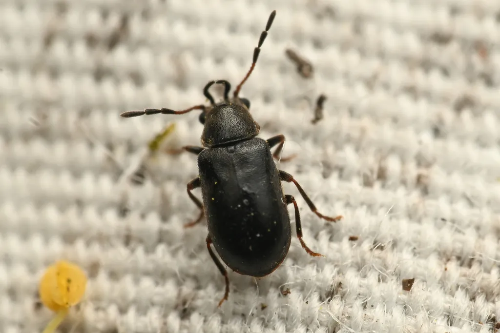 Ozognathus cornutus - photo 2
