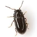 Ozognathus floridanus