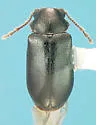 Ozognathus floridanus - photo 3