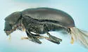 Ozognathus floridanus - photo 4