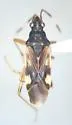 Ozophora burmeisteri