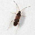 Ozophora burmeisteri - photo 2